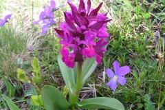 orchidea