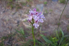 orchistridentata