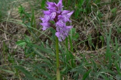 orchistridentata2