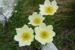 pulsalpinaapiifoliafede