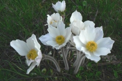 pulsatilla