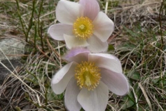 pulsatillavernalis