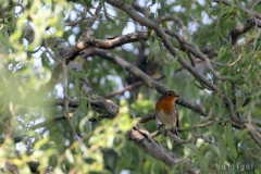 bw1g0024aves