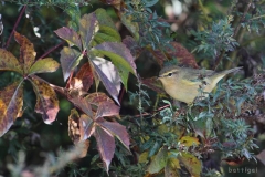 bw1g0053aves