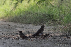 bw1g0170aves