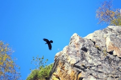 bw1g0215aves