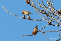 bw1g1705aves