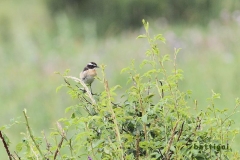 bw1g4735aves