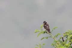 bw1g4747aves