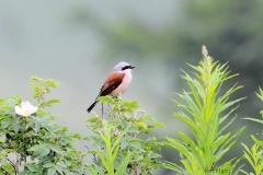 bw1g4751aves