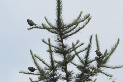 bw1g4755aves