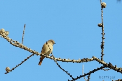bw1g8647aves
