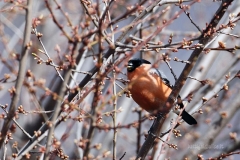 dpp07db03110c1607aves