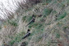 dpp07db04150e3839aves