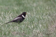 dpp07db04150f0259aves