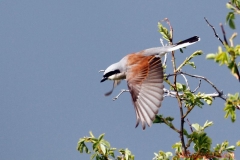 dpp07db051e0f1911aves