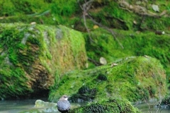 merloacquaioloma