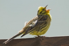 zigologiallo
