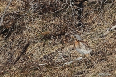 _w1g2085aves