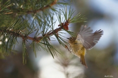 _w1g2164aves