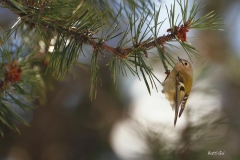 _w1g2167aves