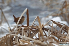 _w1g2756aves