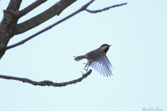 _w1g47352aves1