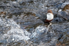 _w1g5227aves