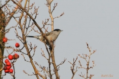 _w1g5250aves