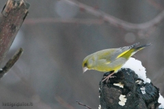 _w1g5452aves