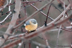 _w1g5574aves