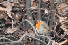 _w1g7338aves