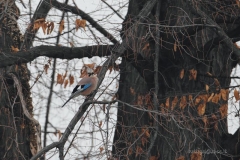_w1g7373aves