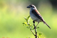 averlafbatti
