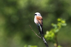 averlapiccolambatti