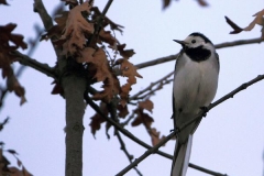 ballerinagai