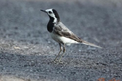 ballerinabiancabatti