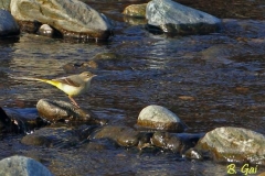 ballerinagiallabatti