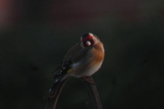 cardellino