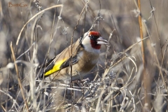 cardellinovicino