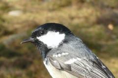 cinciamora