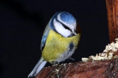 cinciarellabatti