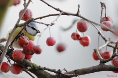 cinciarellatraifrutti
