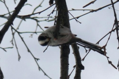 codibugnoloacrobata