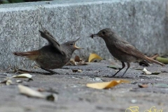 codirossospazzconpullo