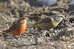 coppiacroceribatti