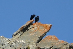 corallino