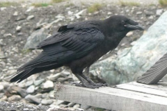 corvoimp