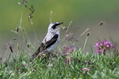 culbiancobatti