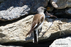 fringalpinoalnido
